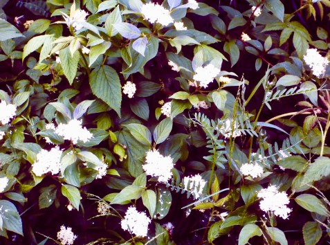 My beautiful picture