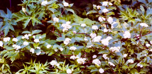 DogWoodBloomWhite