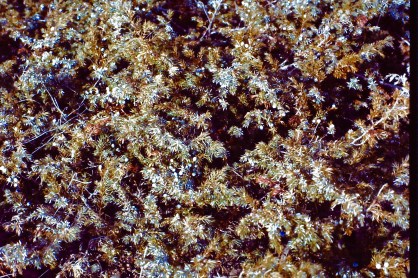 My beautiful picture