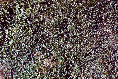 CloverLow GreenSpreading