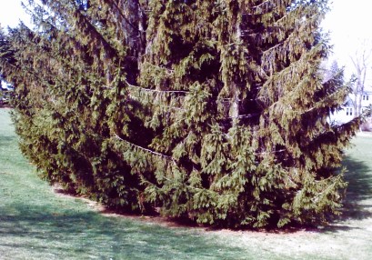 LowLimbsSpruceMulch>DripLine