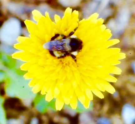 BloomDandelionBeePollinating