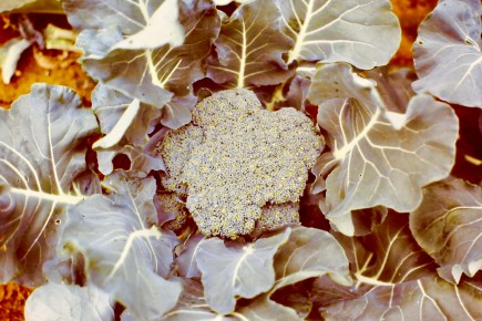 My beautiful picture