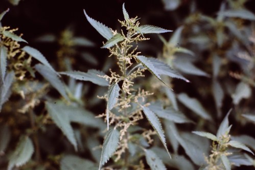 My beautiful picture