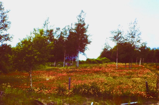 My beautiful picture