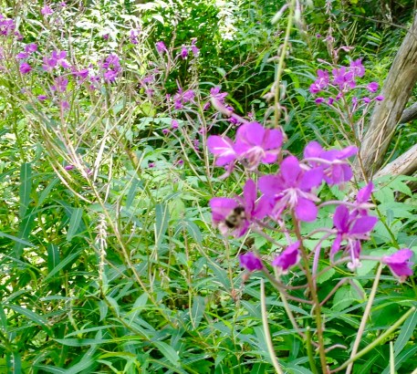FireFlowerBeePollinating