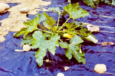 SquashZucchiniBloomBLPlastic