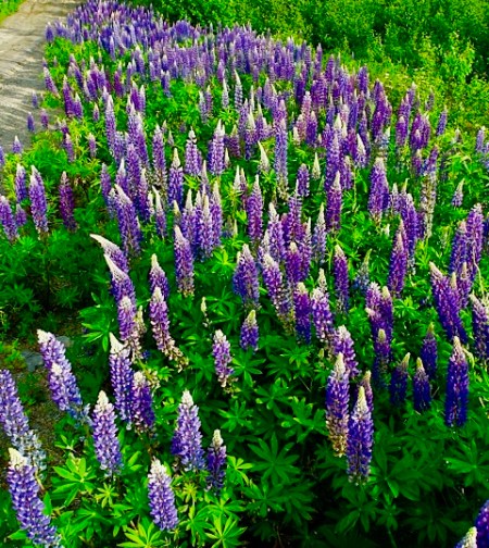 LupinsBloomPurpleWhite