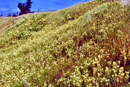 SnapDragonBloomYellow