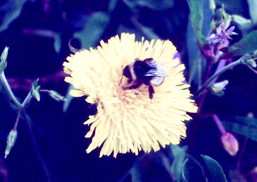 BeepollinatingBloomDandelion