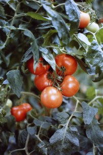 My beautiful picture