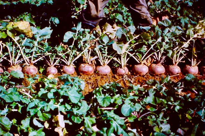 RutabagaPrecisinSeedingUniform