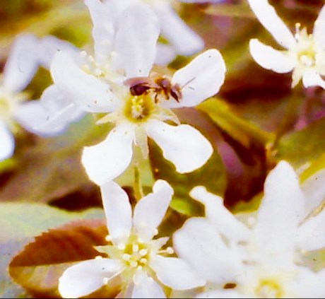 BeePollinatingBlossomSaskatoon