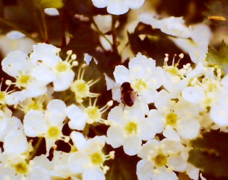 BeeLowBushCranberrySquashberryBloom