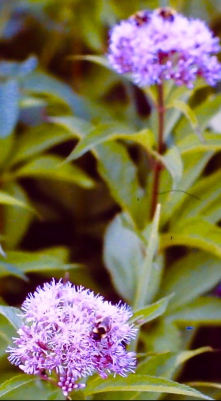BeePollinatingBloomJoePyePlant