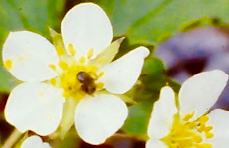 BeePollinatingBloomNativeStrawberry